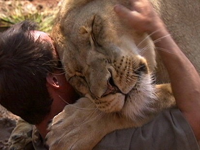 VIDEO: Lion Smothers Man with Kisses