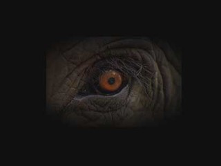 boundaries stroll elephant elephant space zoo human matchbox life sheldrick boundaries stroll elephant elephant space zoo human matchbox life sheldrick