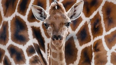 PHOTO: Eric, a newborn Rothschild giraffe, at the Tierpark zoo in Berlin, April 19, 2013.