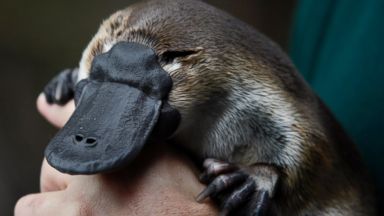 PHOTO: An adult male platypus named Millsom is carried by his keeper at an animal sanctuary in Melbourne May 8, 2008.