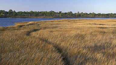 PHOTO: Coastal marsh along Apalachicola Bay, Barrier island, St George island State Park, Florida.
