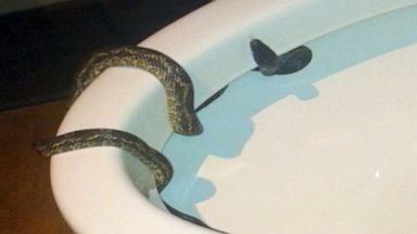 PHOTO: A Starbucks customer in San Antonio, Bruce Ahlswede, found a snake