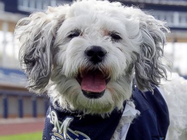 Photos: The Brewers Baseball Team Has a New Furry Friend