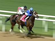 horse race