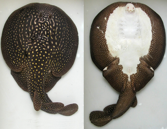 Top 10 New Species