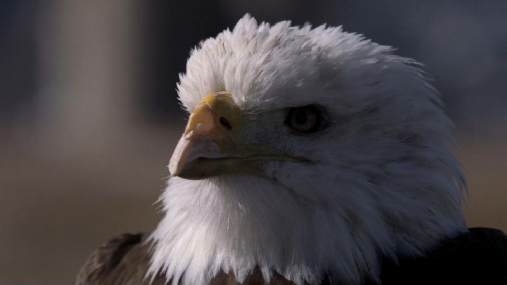 WATCH:  Eagles Fly Safely Near Wind Turbines Thanks to Radar