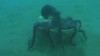 VIDEO: Scientists observe an octopus using coconut shells to build a shelter.