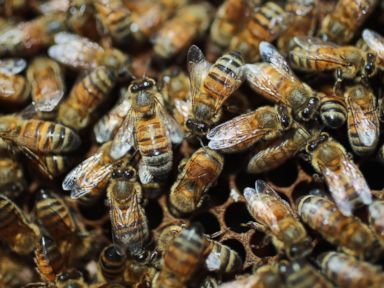 PHOTO: Honey bees are seen at the J & P Apiary and Gentzels Bees, Honey and Pollination Company, April 10, 2013 in Homestead, Fla.