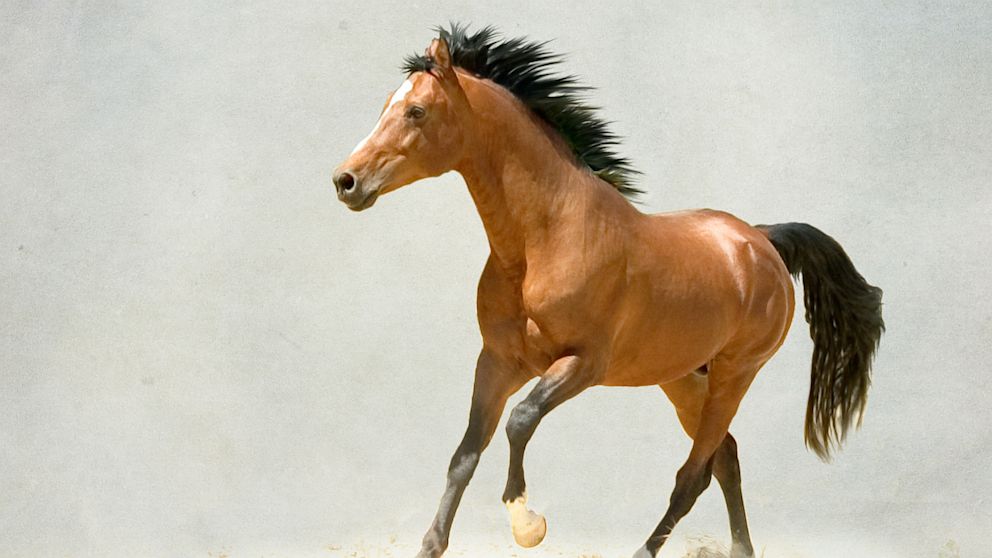 PHOTO: Humans, not spambots, are behind the Horse Ebooks Twitter account.