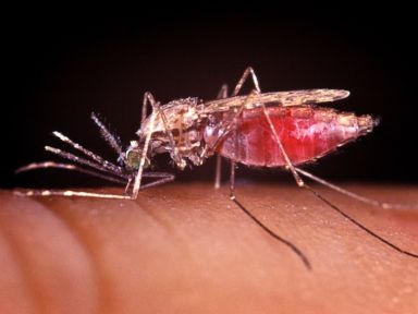 How Sex Could Wipe Out Malaria