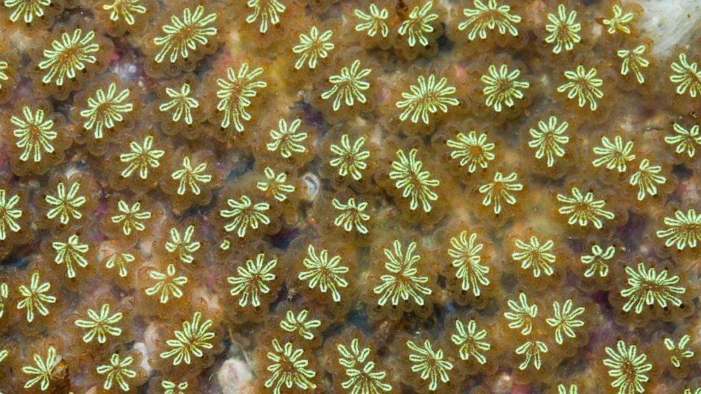 PHOTO: Star Ascidian