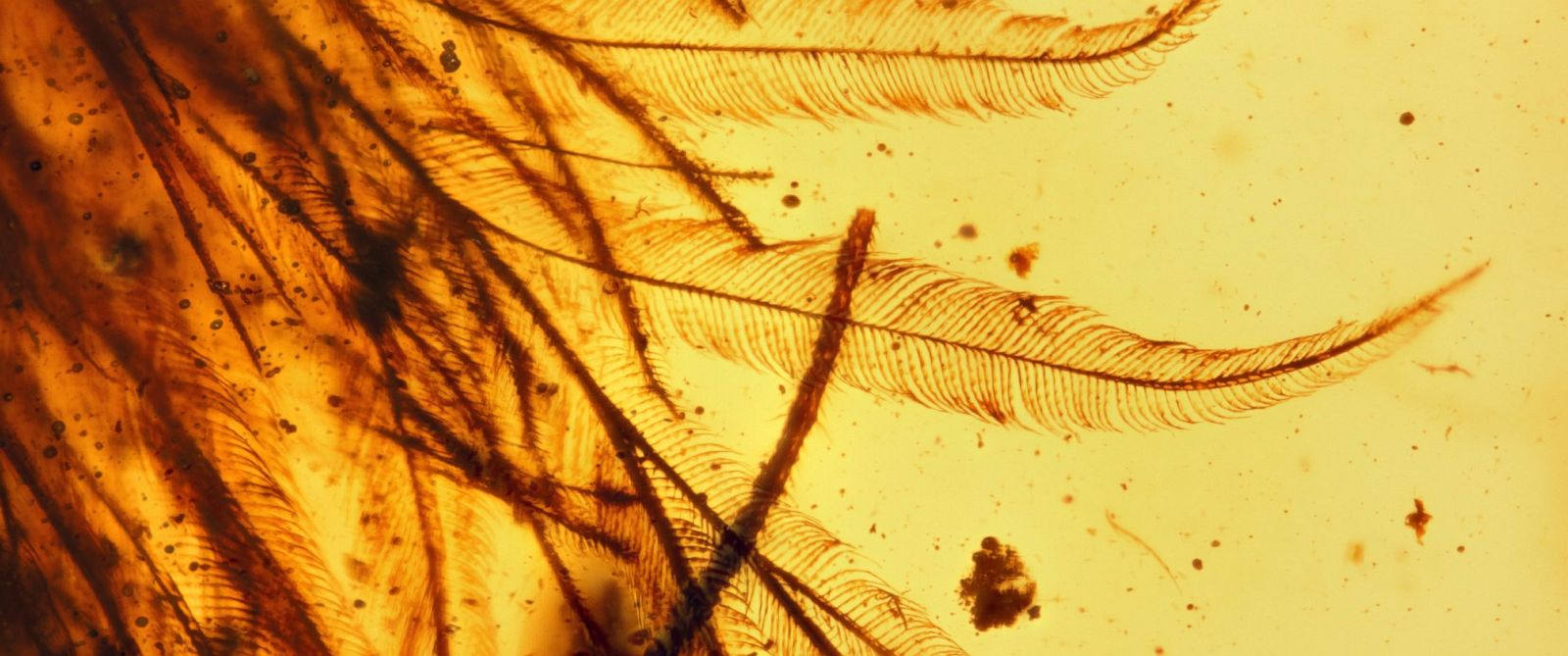 dinosaur tail preserved in amber