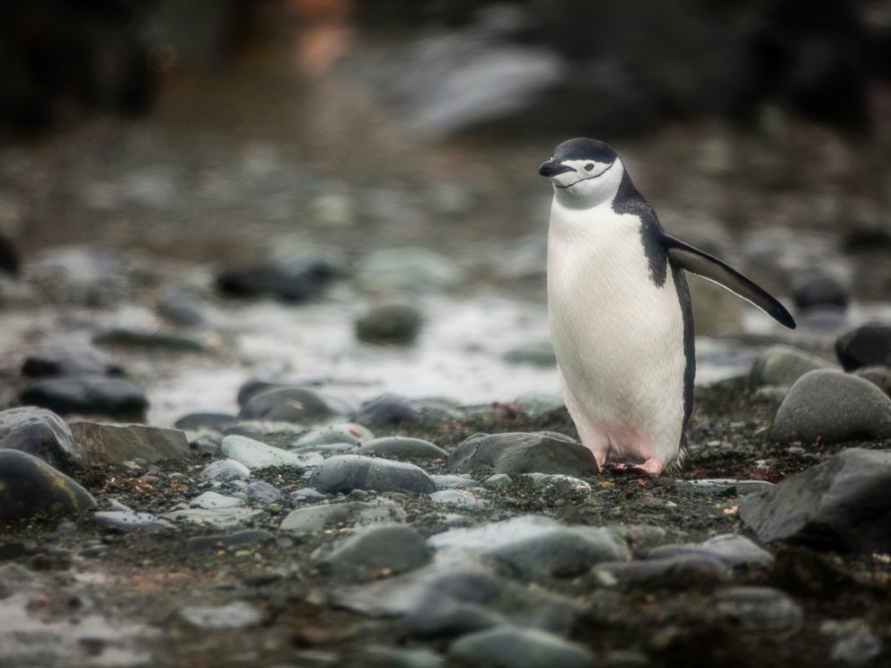 PHOTO: A Chinstrap Penguin is seen in Antartica.