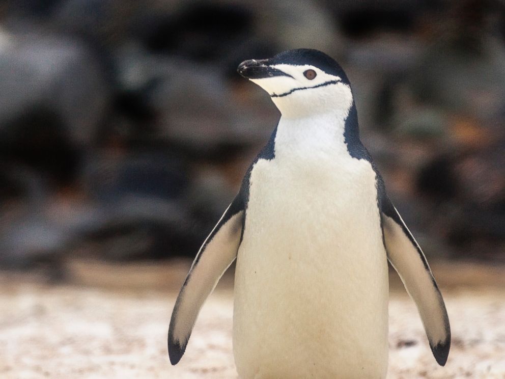 PHOTO: A Chinstrap Penguin is seen in Antartica.