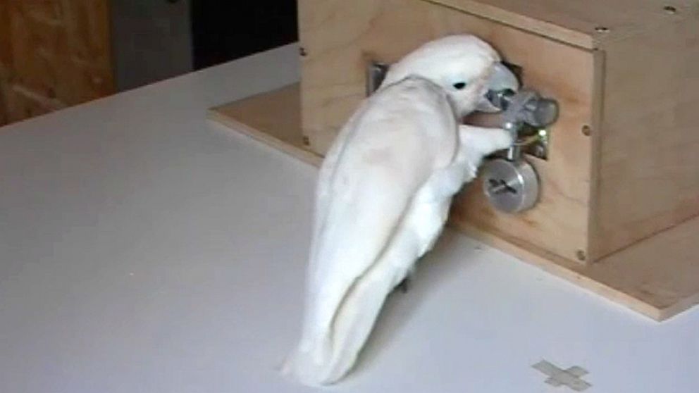 A cockatoo named 