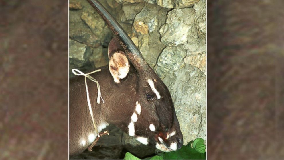 PHOTO: There are perhaps only a few dozen saolas in the world, all in one mountain range that straddles Vietnam and Laos, according to the World Wildlife Fund. This female saola was spotted in Laos in 1996.