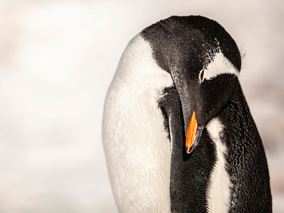 PHOTO: A Gentoo Penguin is seen in Antartica.