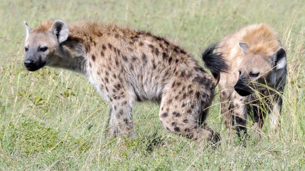PHOTO: Bacteria located in a hyenas scent pouch may be responsible for their odor.