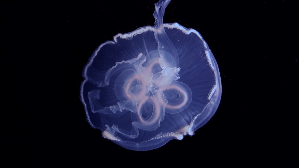 PHOTO: Moon jellyfish get an extra boost in their swimming for free.