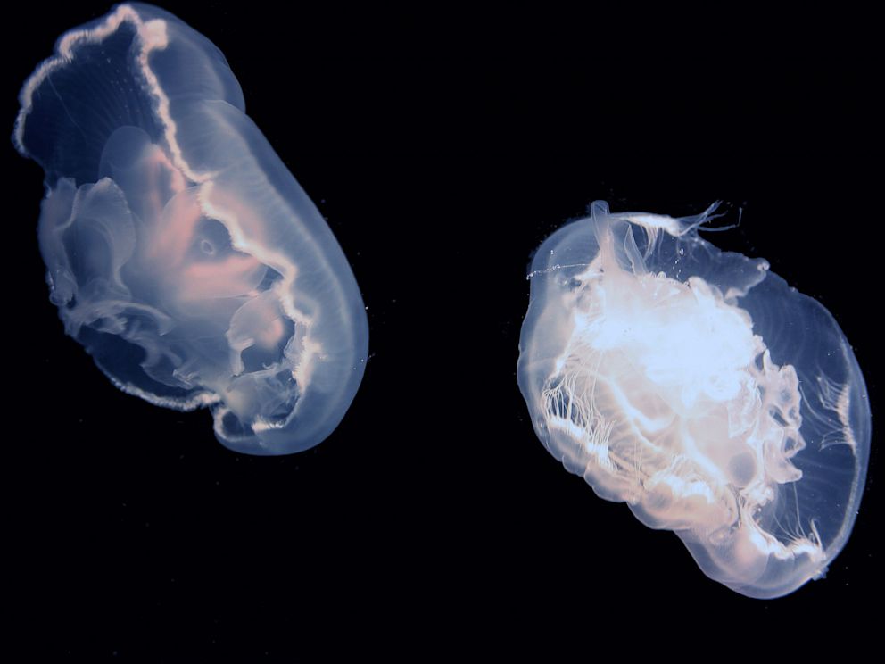 PHOTO: Moon jellyfish get an extra boost in their swimming for free.
