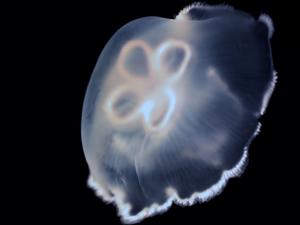 PHOTO: Moon jellyfish get an extra boost in their swimming for free.