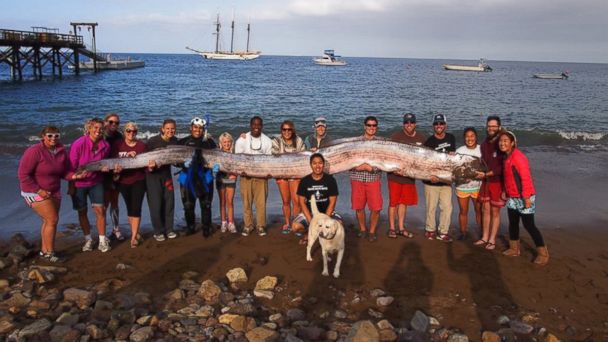 HT oarfish group nt 131015 16x9 608 Monster Oarfish, 18 Feet Long, Called Discovery of a Lifetime