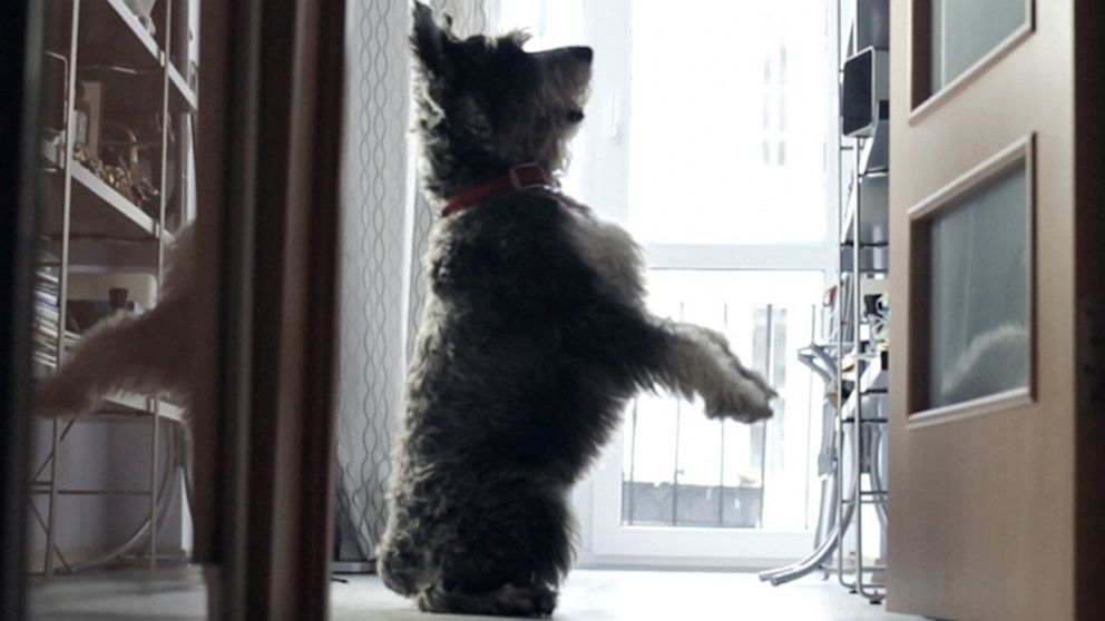 PHOTO: Petcube