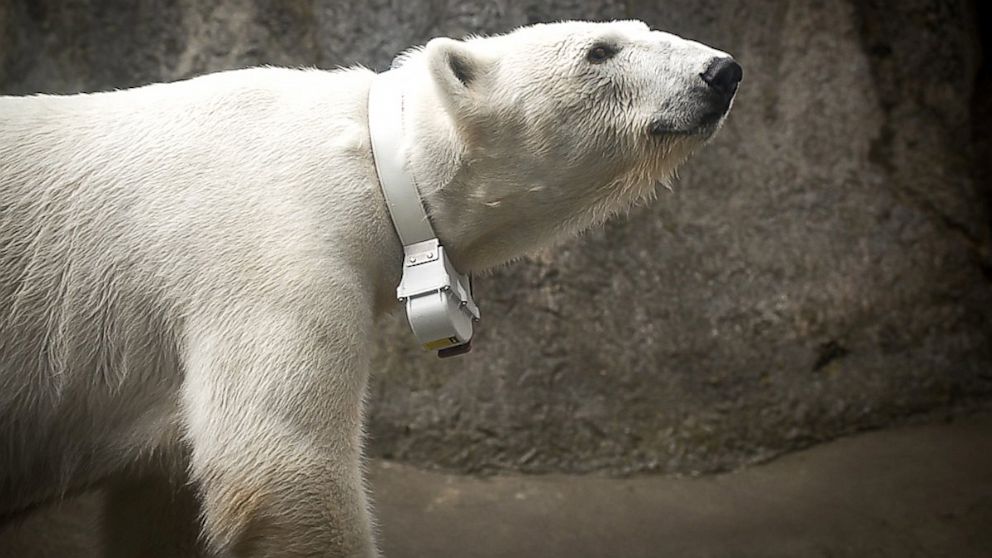PHOTO: Polar Bear Tasul wears a collar designed to collect data for research.