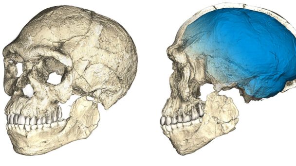 PHOTO: Two views of a composite reconstruction of the earliest known Homo sapiens fossils from Jebel Irhoud in Morocco, based on micro computed tomographic scans of multiple original fossils, in this undated handout photo obtained by Reuters.