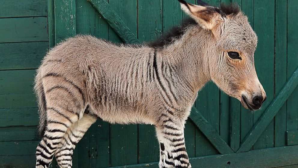 PHOTO: Ippo the zonkey, a zebra-donkey hybrid was born, July 2013 at a Florence reserve in Italy.