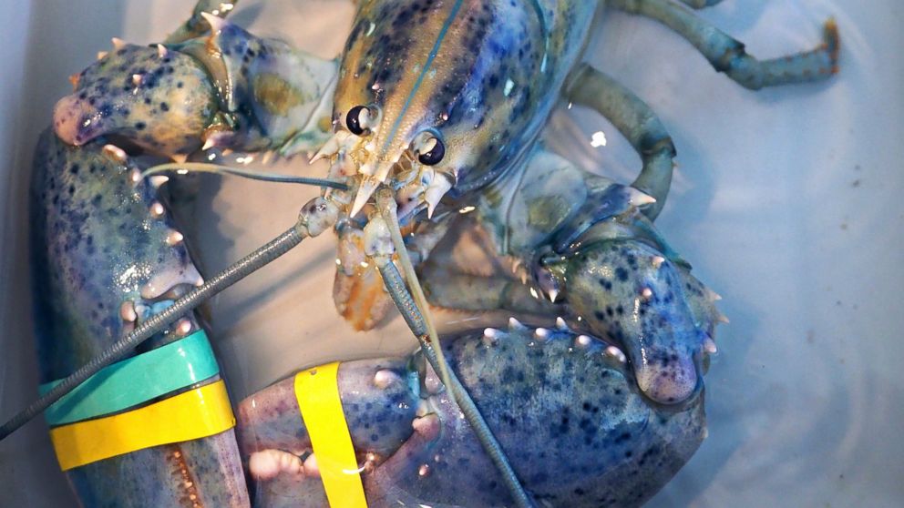 Man beats odds of catching blue lobster, donates to science