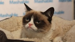 PHOTO: Grumpy Cat, the famous internet feline, made an appearance at SXSW.