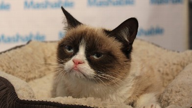 PHOTO: Grumpy Cat, the famous internet feline, made an appearance at SXSW.