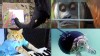Stories of Amazing Animals