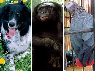 smart animals