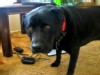 VIDEO: Viral videos include canines crooning to NBC's Law and Order theme.