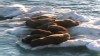 VIDEO: Stalk a walrus