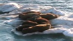 VIDEO: Stalk a walrus