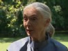 Jane Goodall: The Woman Who Redefined...