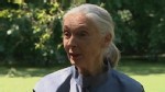 VIDEO: Jane Goodall's discoveries