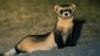 VIDEO: Animals think and plan
