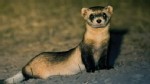 VIDEO: Animals think and plan