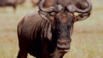 VIDEO: Jane Goodall's insight on man versus nature