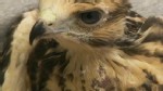 VIDEO: Birds suffer in extreme weather