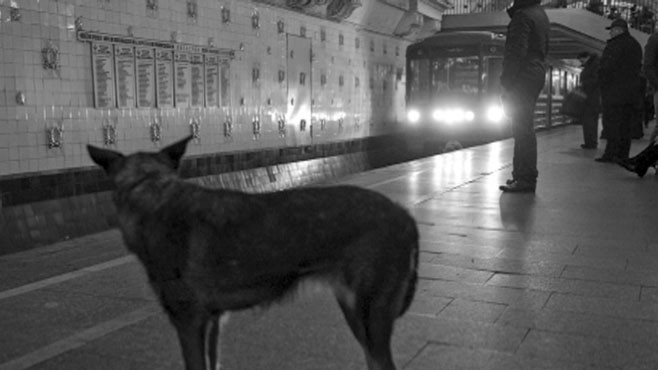 VIDEO: Russian scientists describe the strays commuting skills and panhandling tactics