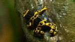 VIDEO: Vanishing Frogs and Orchids