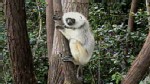VIDEO: Scientists study the jungle