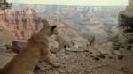 VIDEO: Wild Animal Dioramas