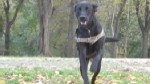 VIDEO: How Dogs' Hearing is Different from Humans