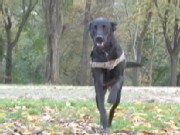 How Dogs' Hearing Is Different From Humans